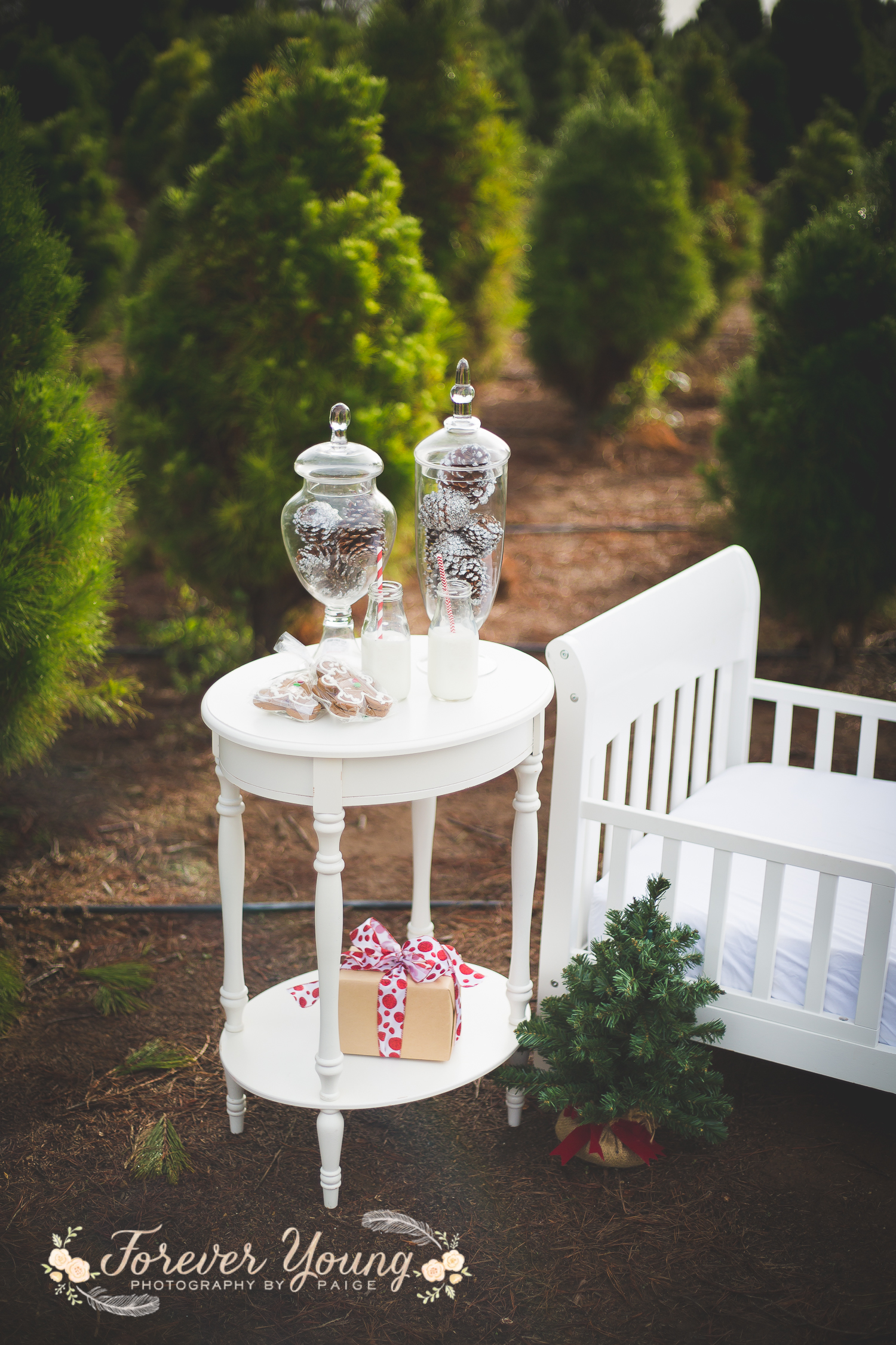 San Diego Christmas Tree Farm Photoshoot | Forever Young Photography By Paige-10