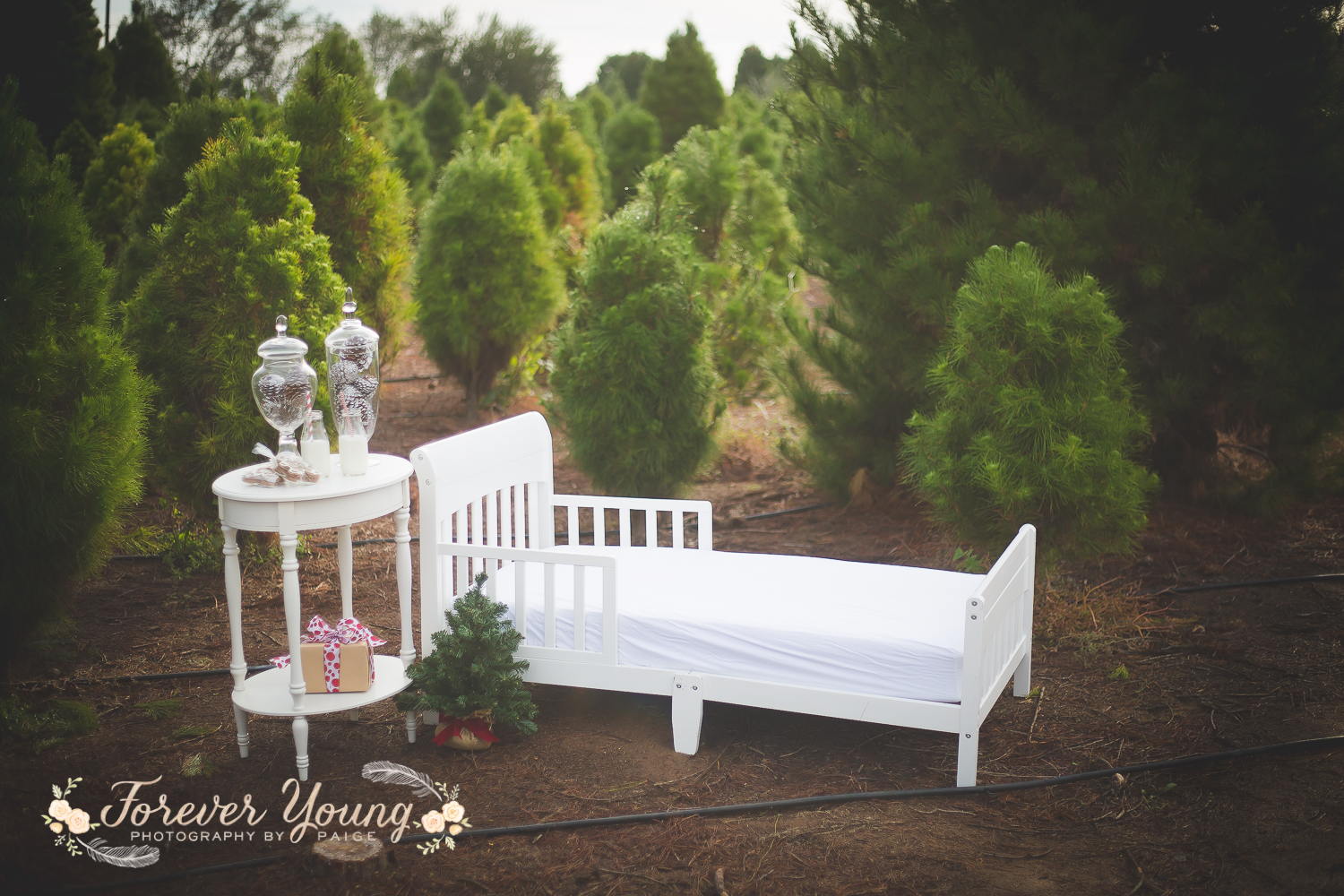 San Diego Christmas Tree Farm Photoshoot | Forever Young Photography By Paige-7