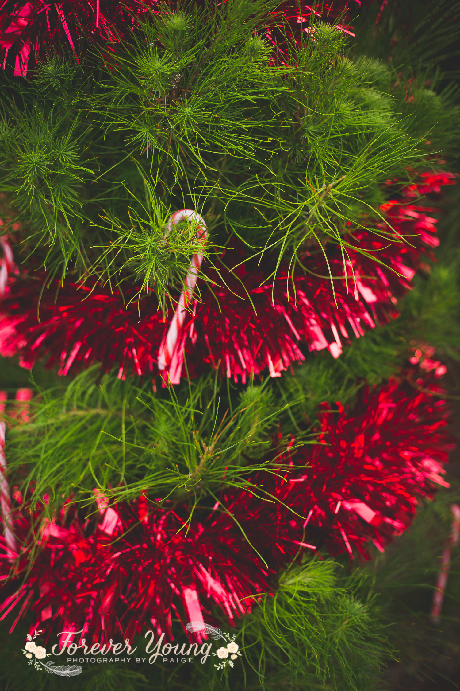 San Diego Christmas Tree Farm Photoshoot | Forever Young Photography By Paige-95