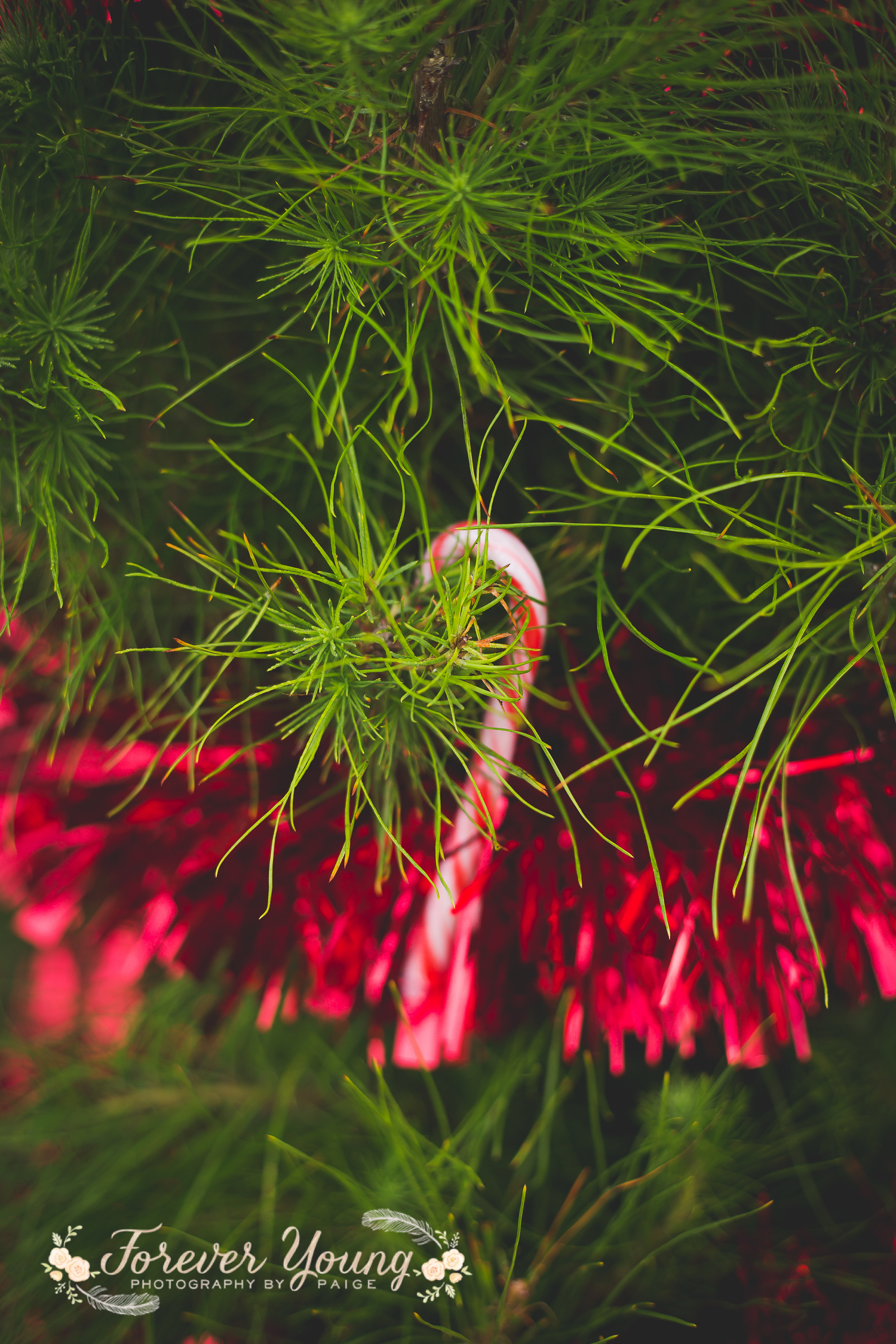 San Diego Christmas Tree Farm Photoshoot | Forever Young Photography By Paige-96